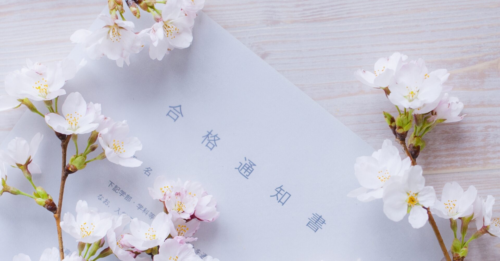 白い合格通知書の上に美しく咲いた桜の花が並び、新たな門出を祝う雰囲気を演出している写真